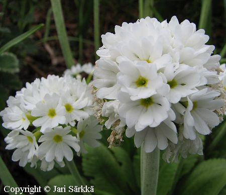 Primula denticulata 'Alba', palloesikko